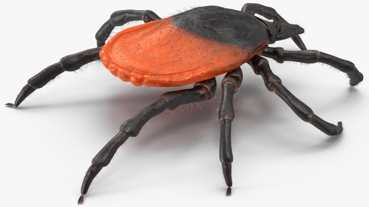 3D model Tick Fur