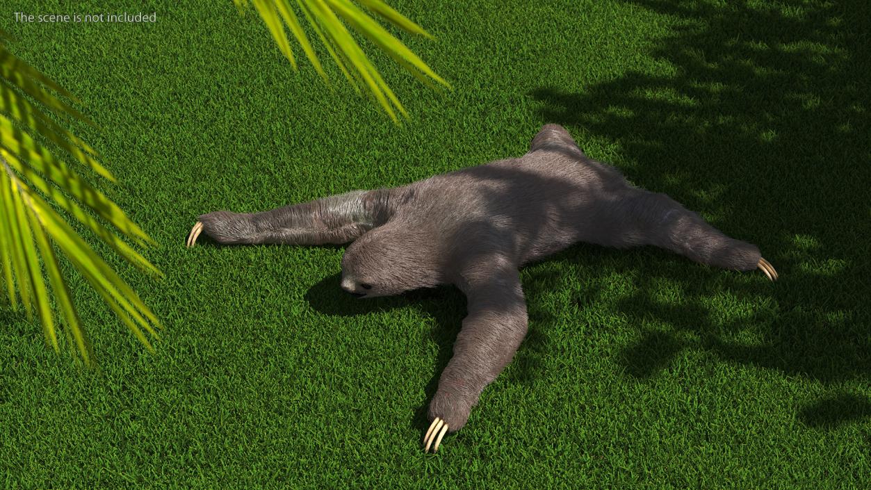 3D Sloth Fur Rigged