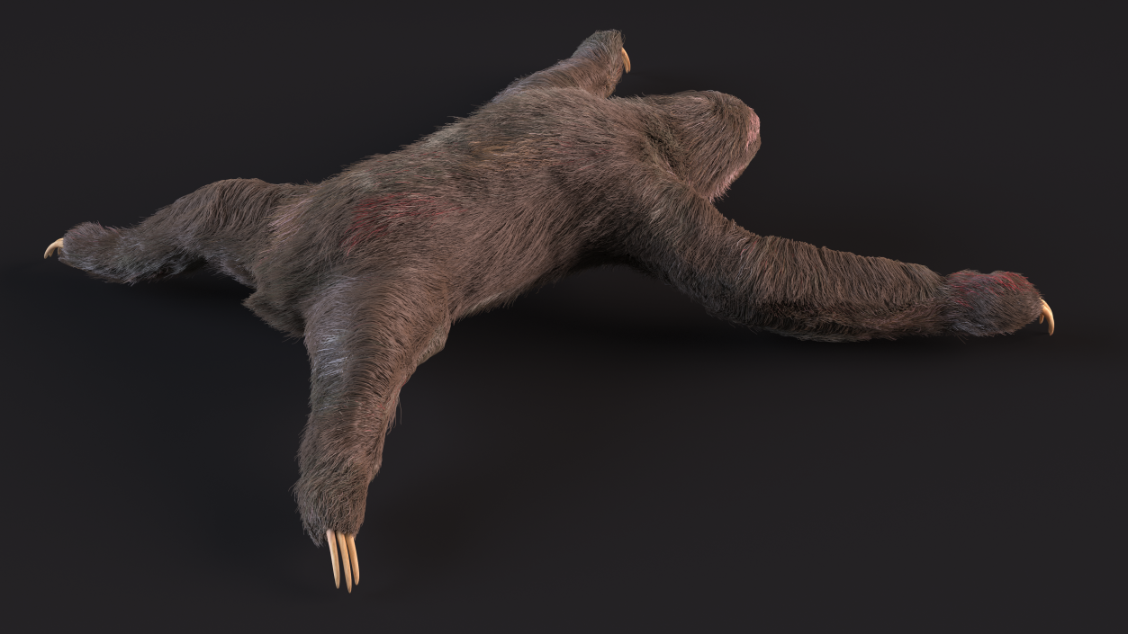 3D Sloth Fur Rigged