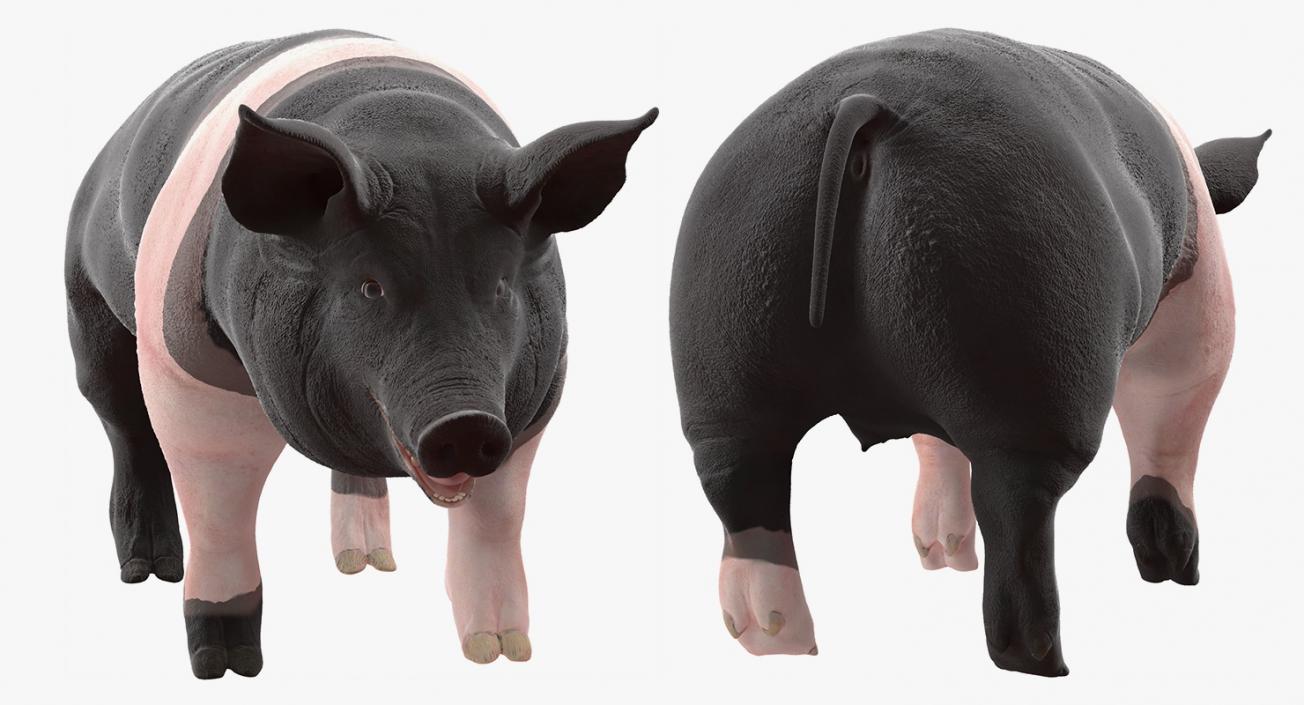 Hampshire Pig Sow Rigged 3D model