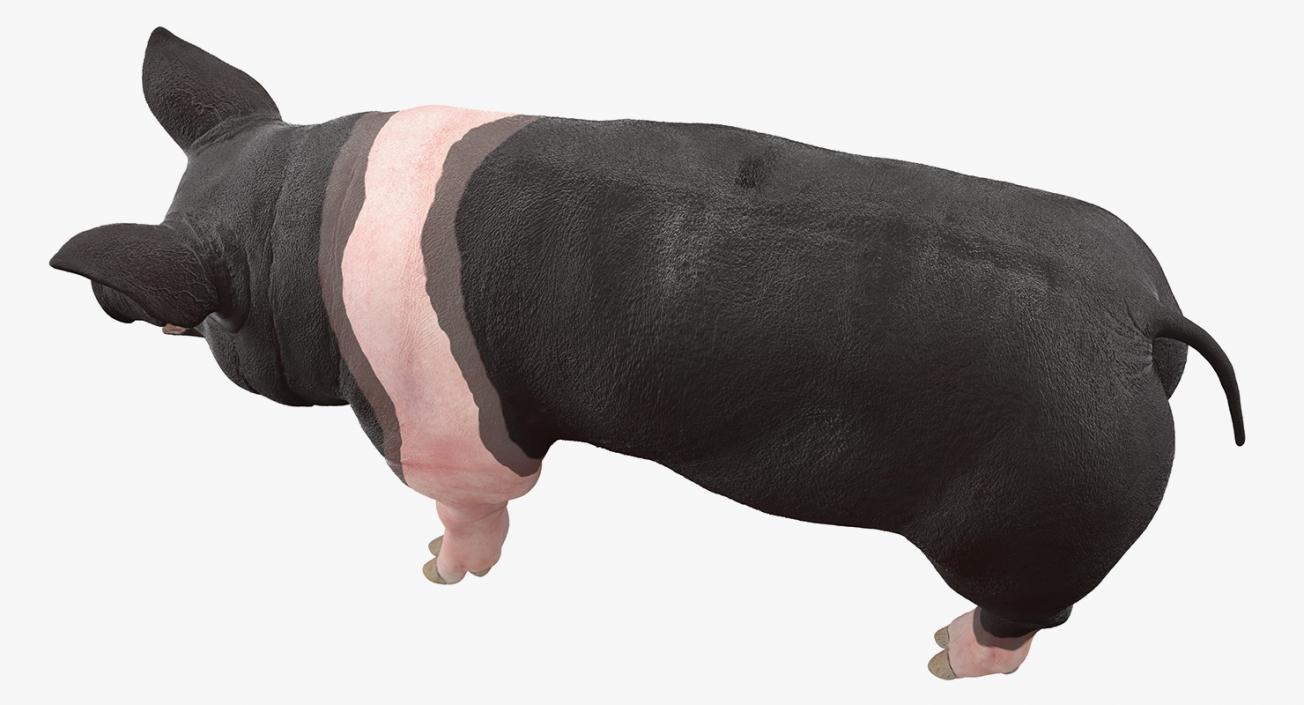 Hampshire Pig Sow Rigged 3D model