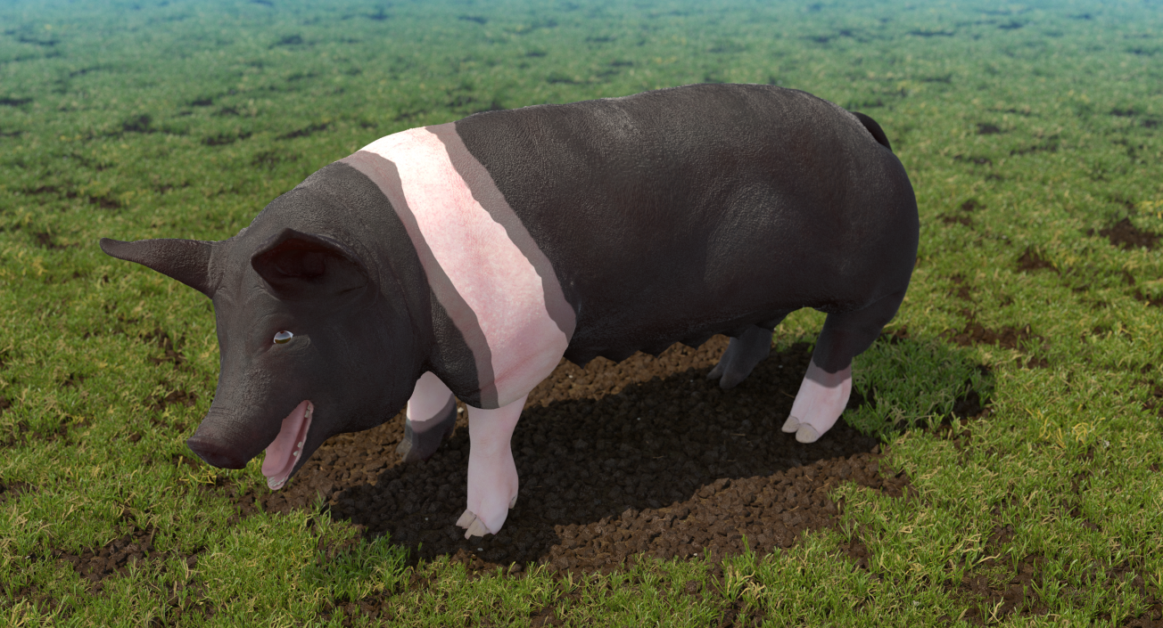 Hampshire Pig Sow Rigged 3D model