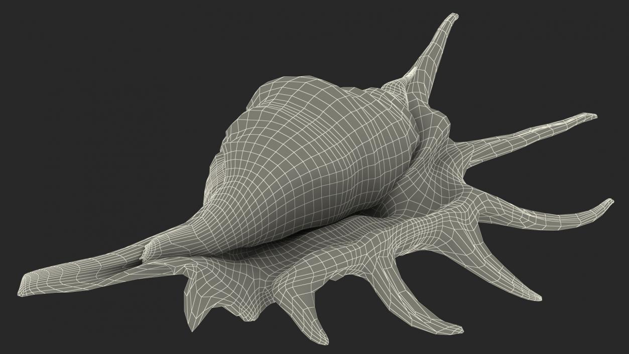 Sea Shell Spider Conch Lambis 3D model