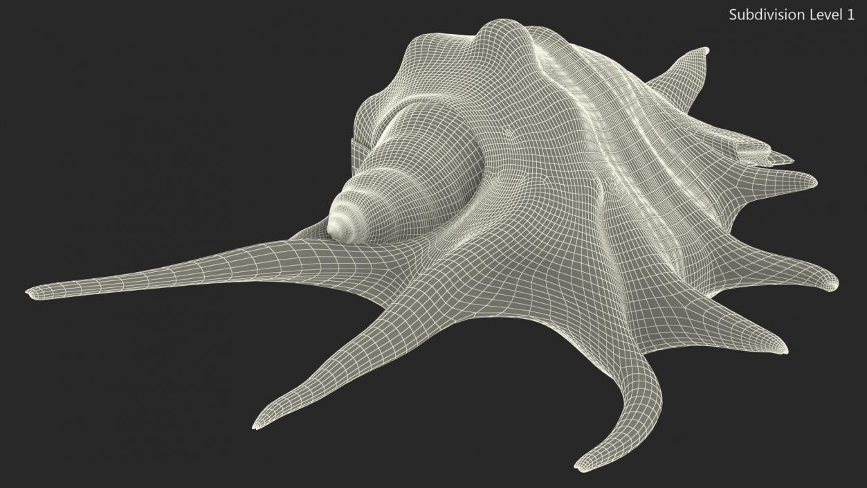 Sea Shell Spider Conch Lambis 3D model