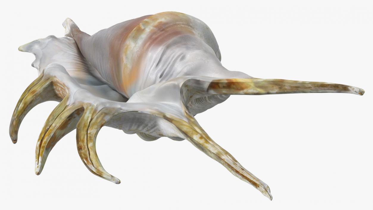 Sea Shell Spider Conch Lambis 3D model