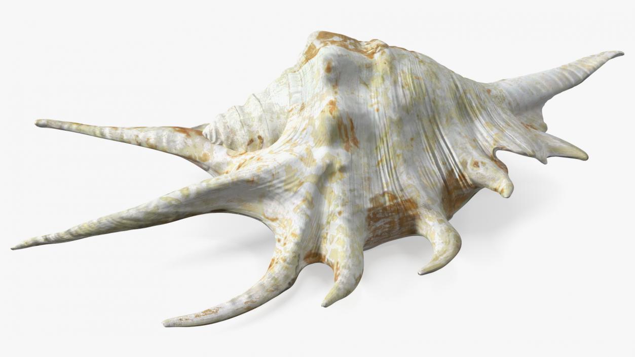 Sea Shell Spider Conch Lambis 3D model