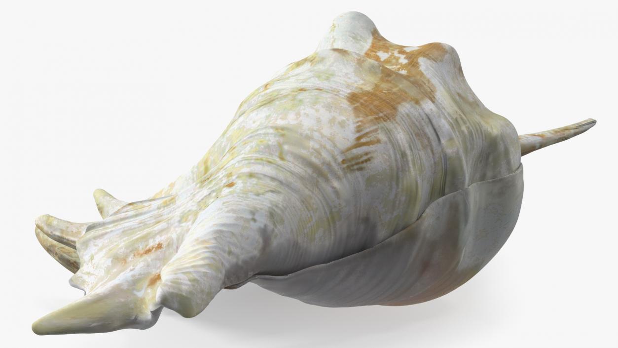 Sea Shell Spider Conch Lambis 3D model