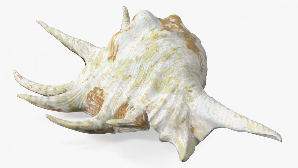 Sea Shell Spider Conch Lambis 3D model