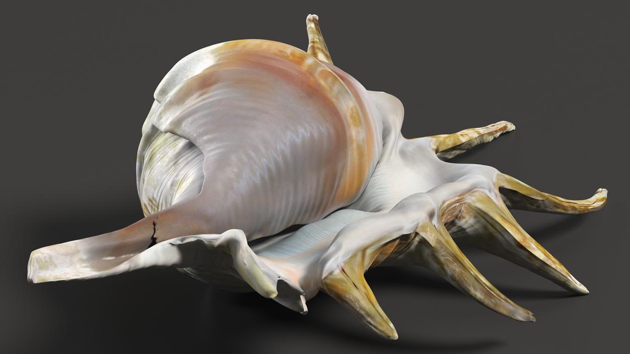 Sea Shell Spider Conch Lambis 3D model