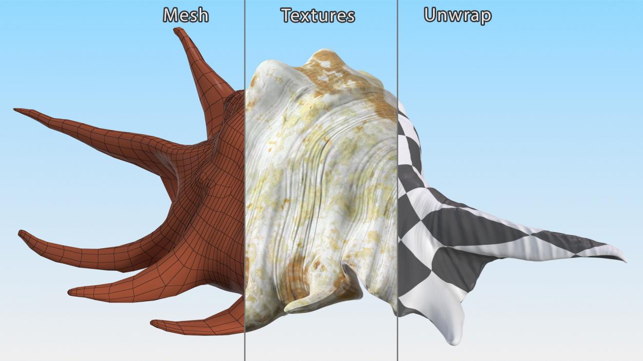 Sea Shell Spider Conch Lambis 3D model