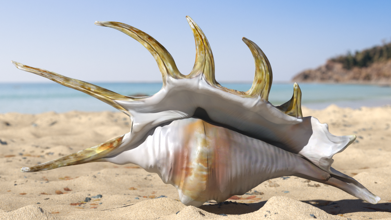 Sea Shell Spider Conch Lambis 3D model