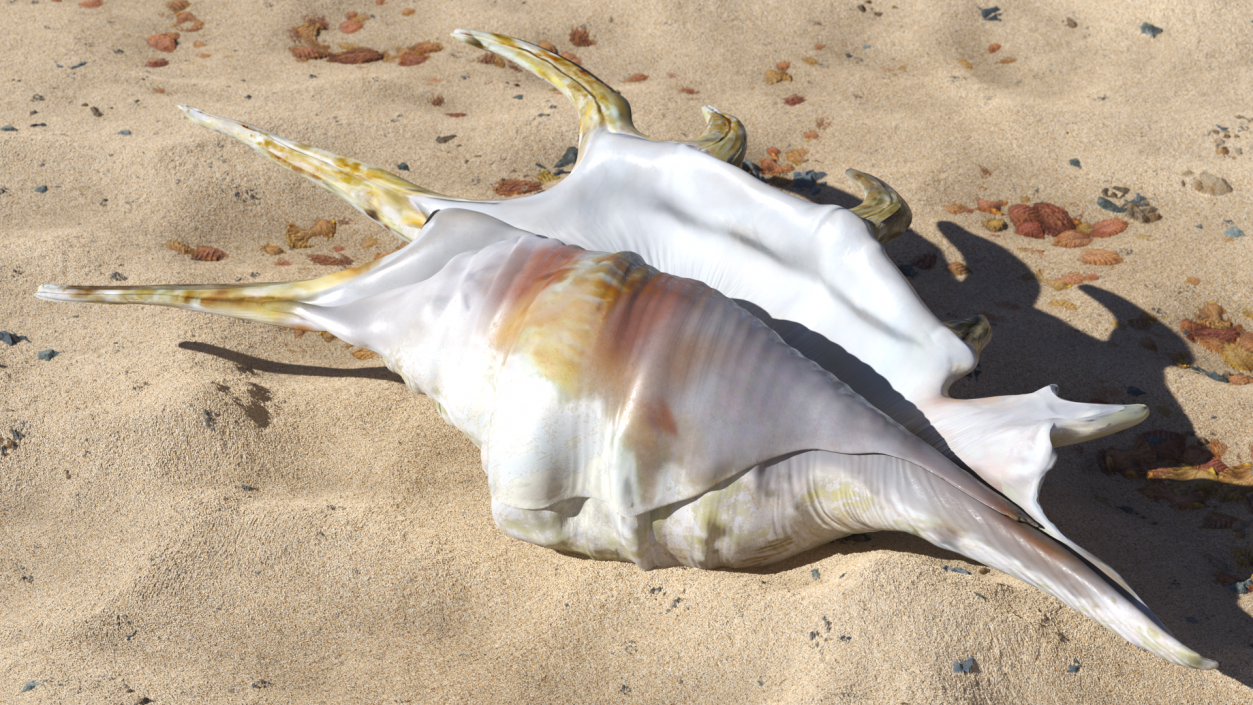 Sea Shell Spider Conch Lambis 3D model