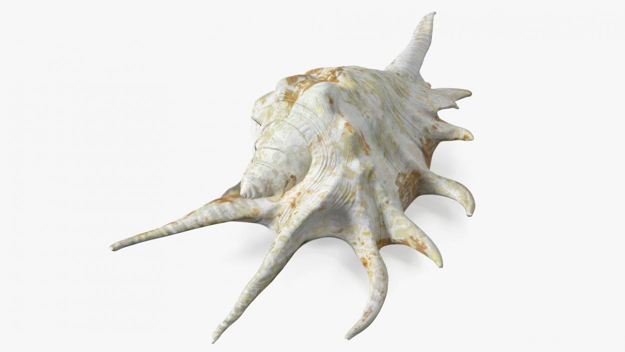 Sea Shell Spider Conch Lambis 3D model