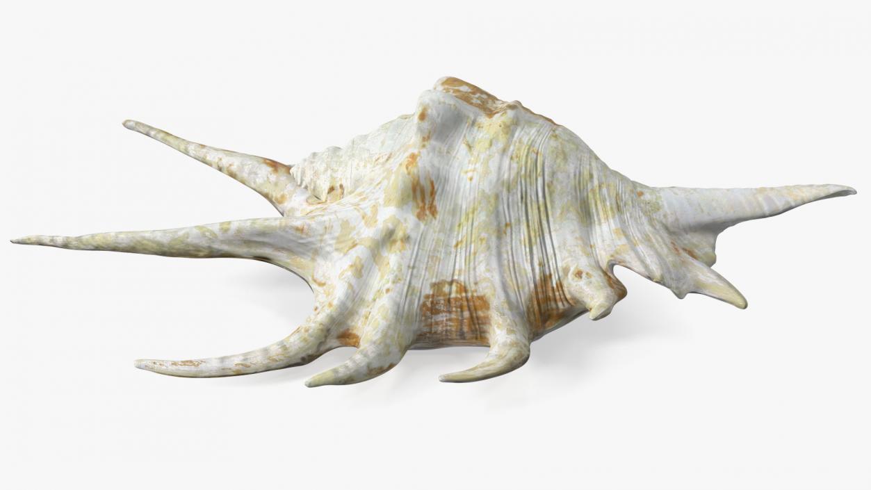 Sea Shell Spider Conch Lambis 3D model