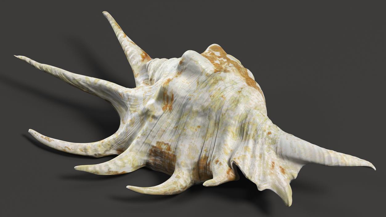 Sea Shell Spider Conch Lambis 3D model