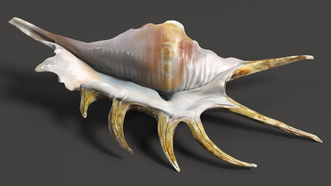 Sea Shell Spider Conch Lambis 3D model