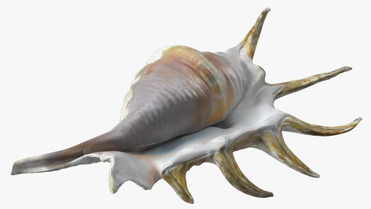 Sea Shell Spider Conch Lambis 3D model