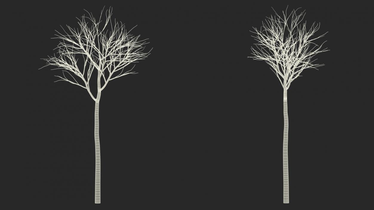 3D Naked Birch Tree