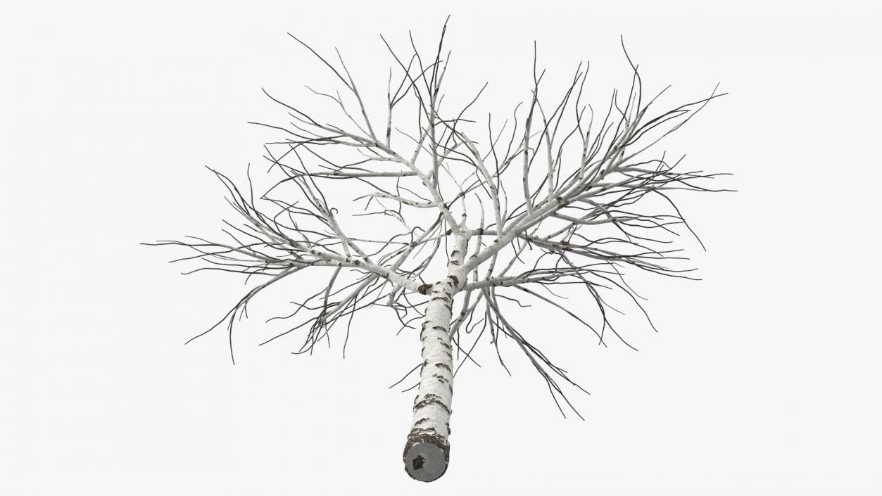 3D Naked Birch Tree