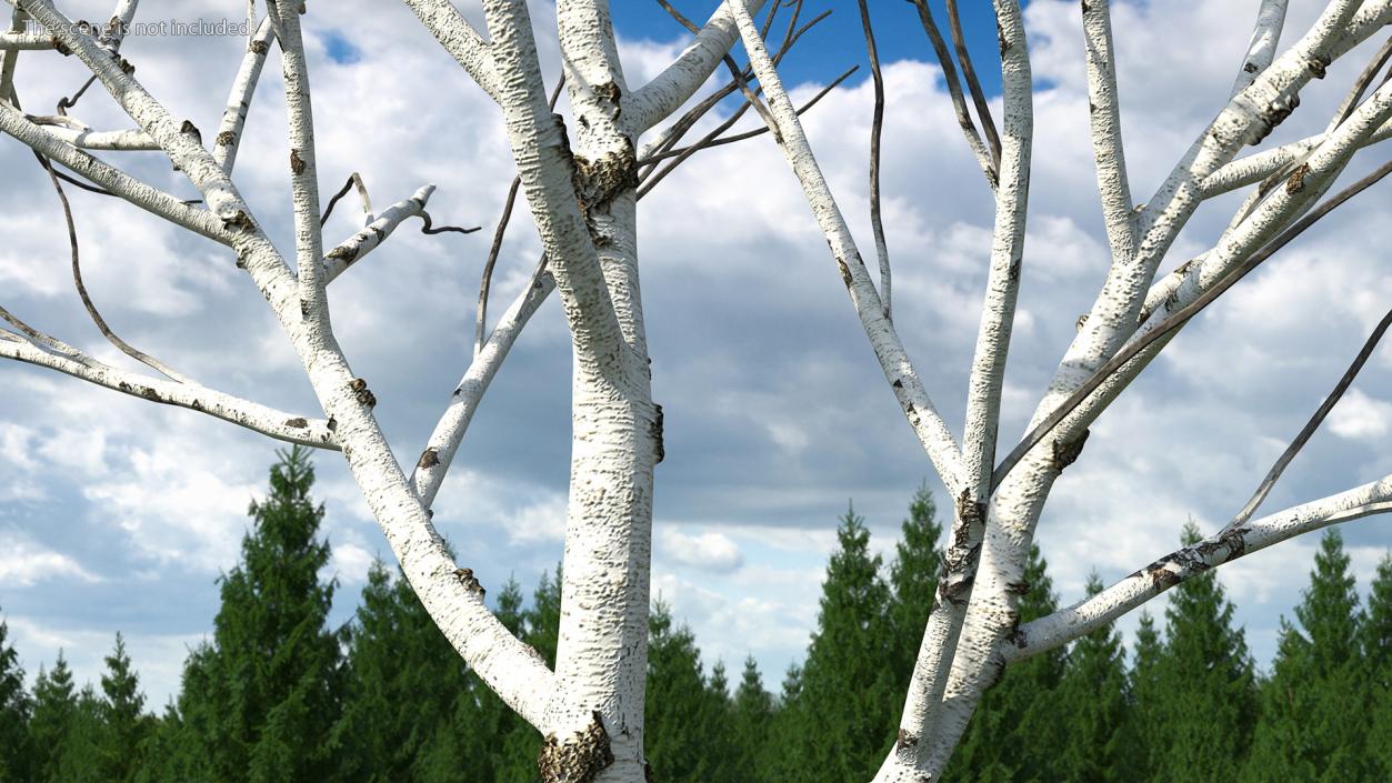 3D Naked Birch Tree