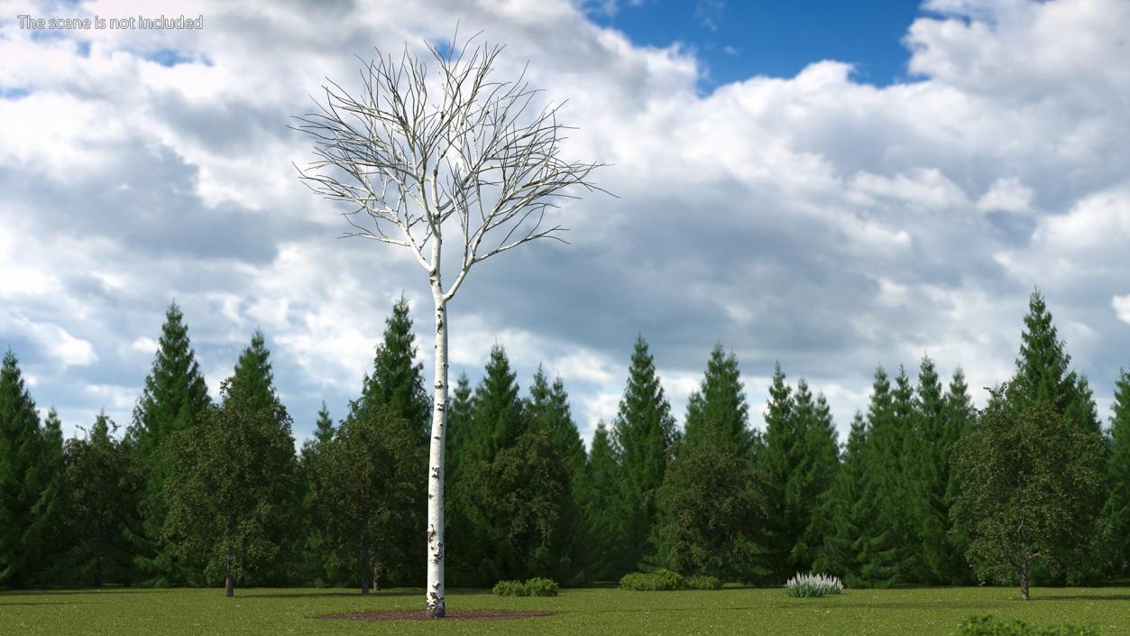 3D Naked Birch Tree