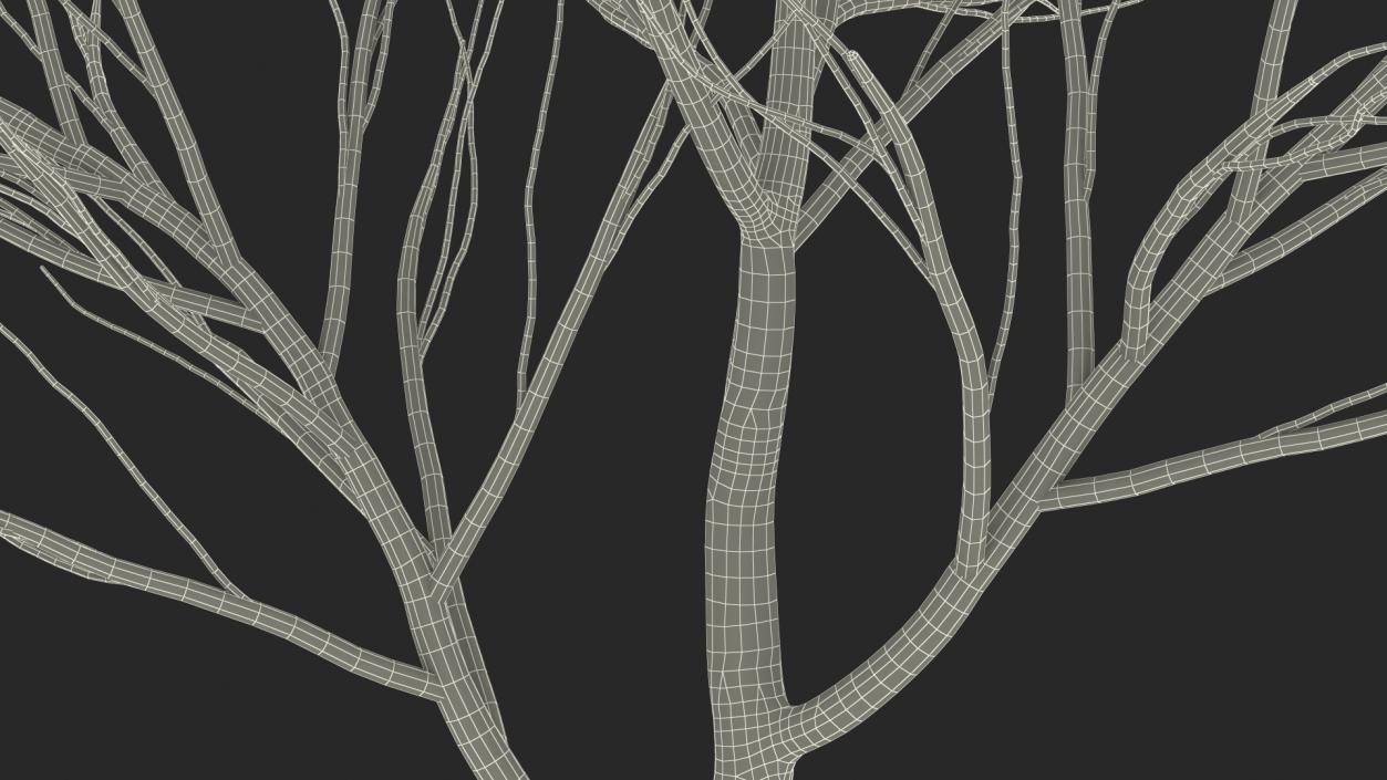 3D Naked Birch Tree