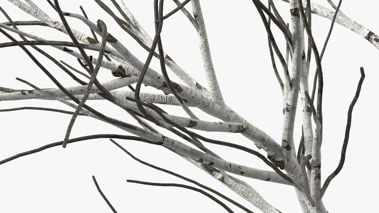 3D Naked Birch Tree