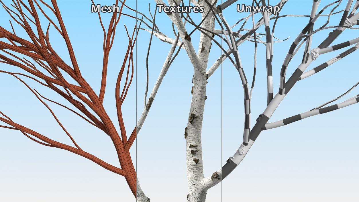 3D Naked Birch Tree