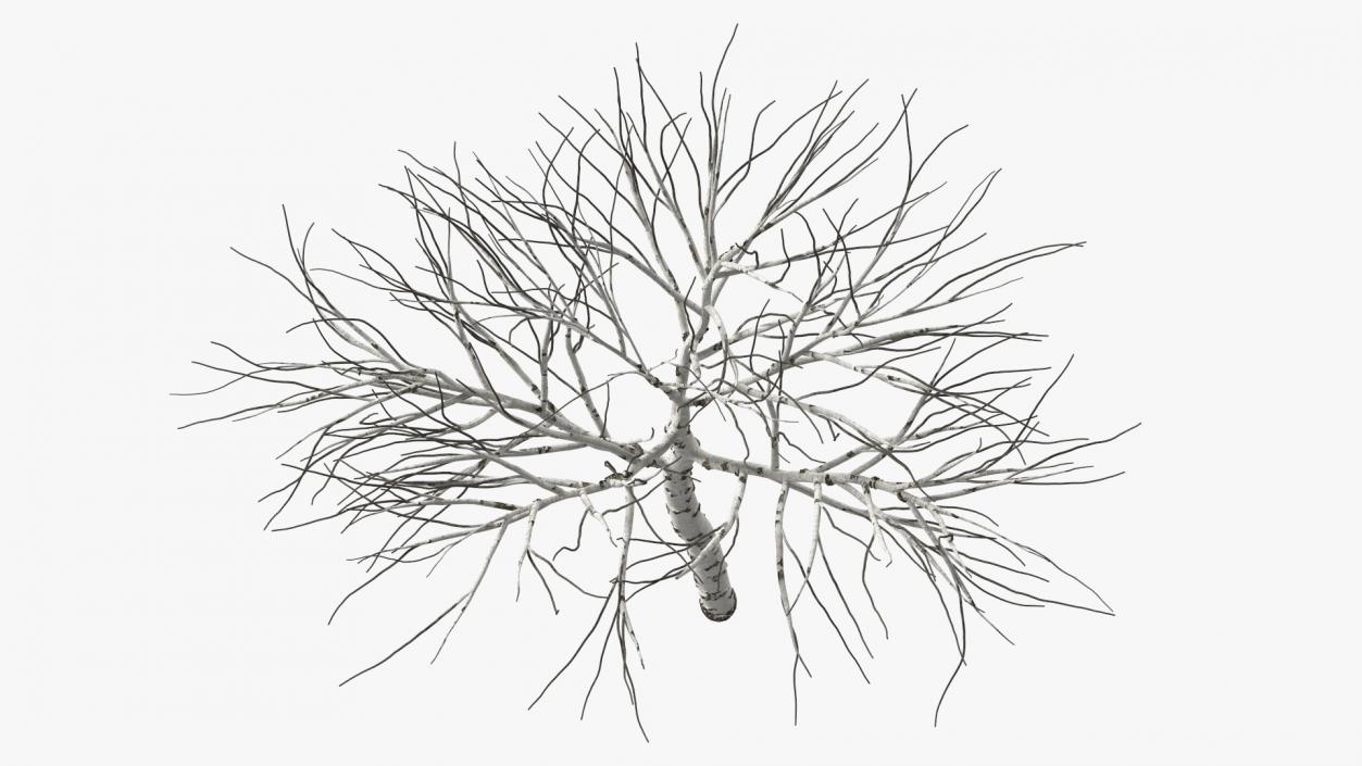 3D Naked Birch Tree