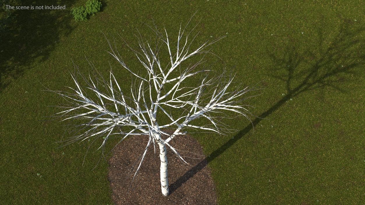 3D Naked Birch Tree