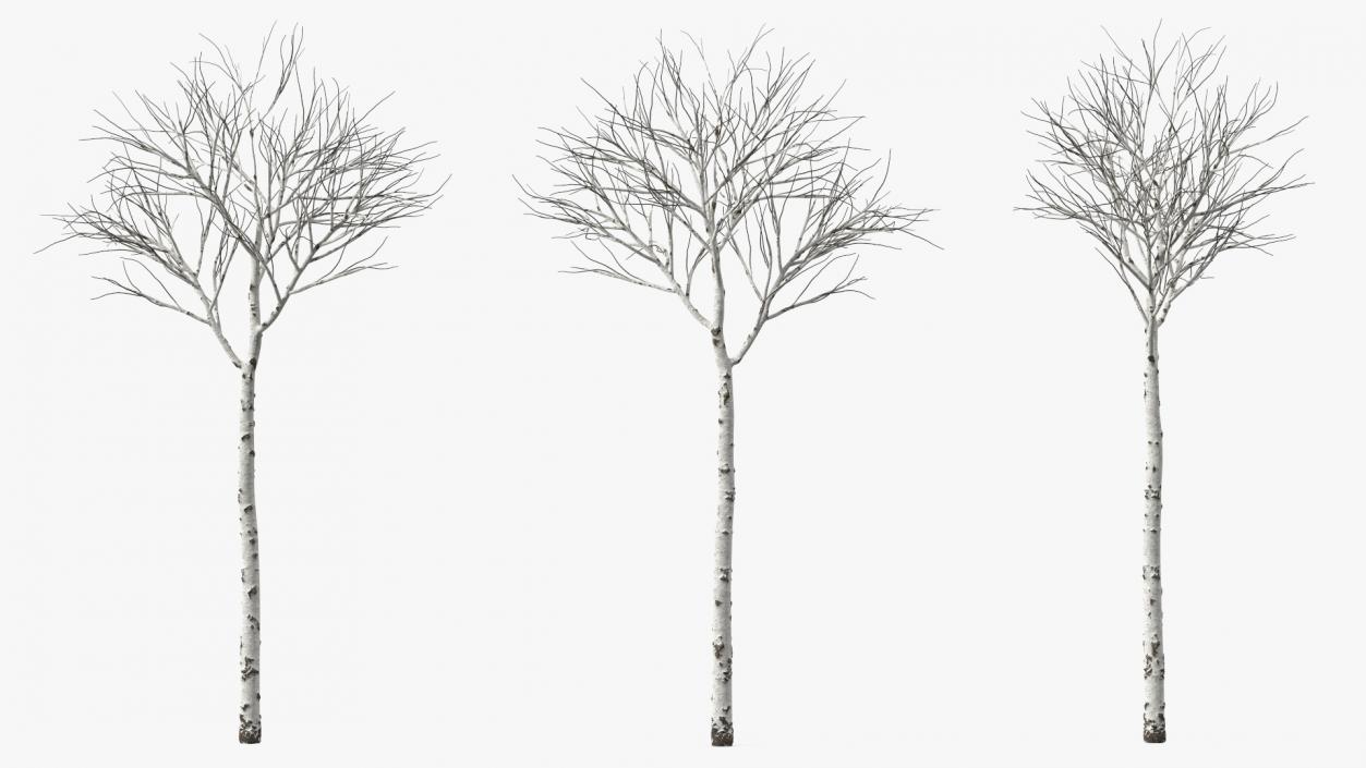 3D Naked Birch Tree