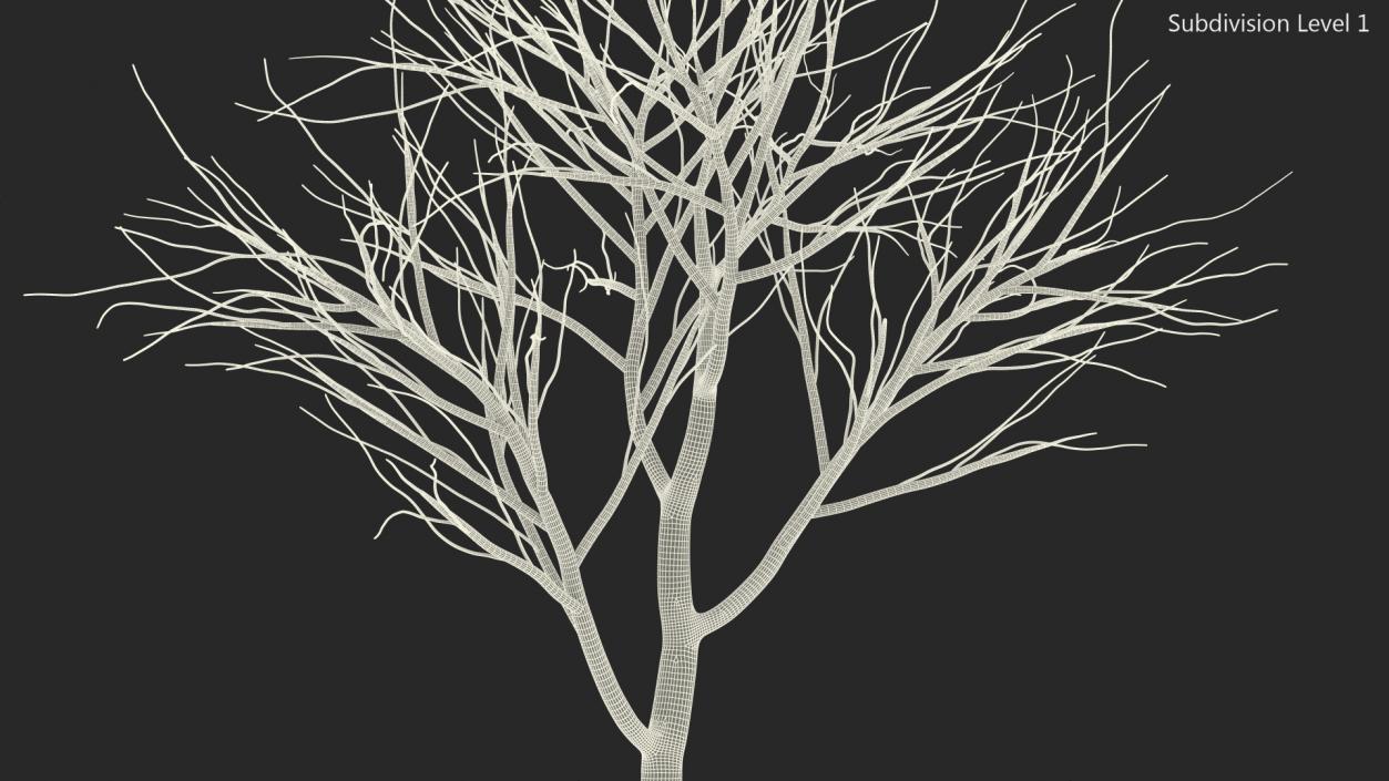 3D Naked Birch Tree