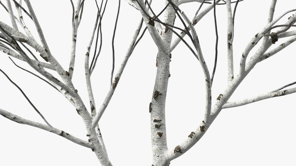 3D Naked Birch Tree