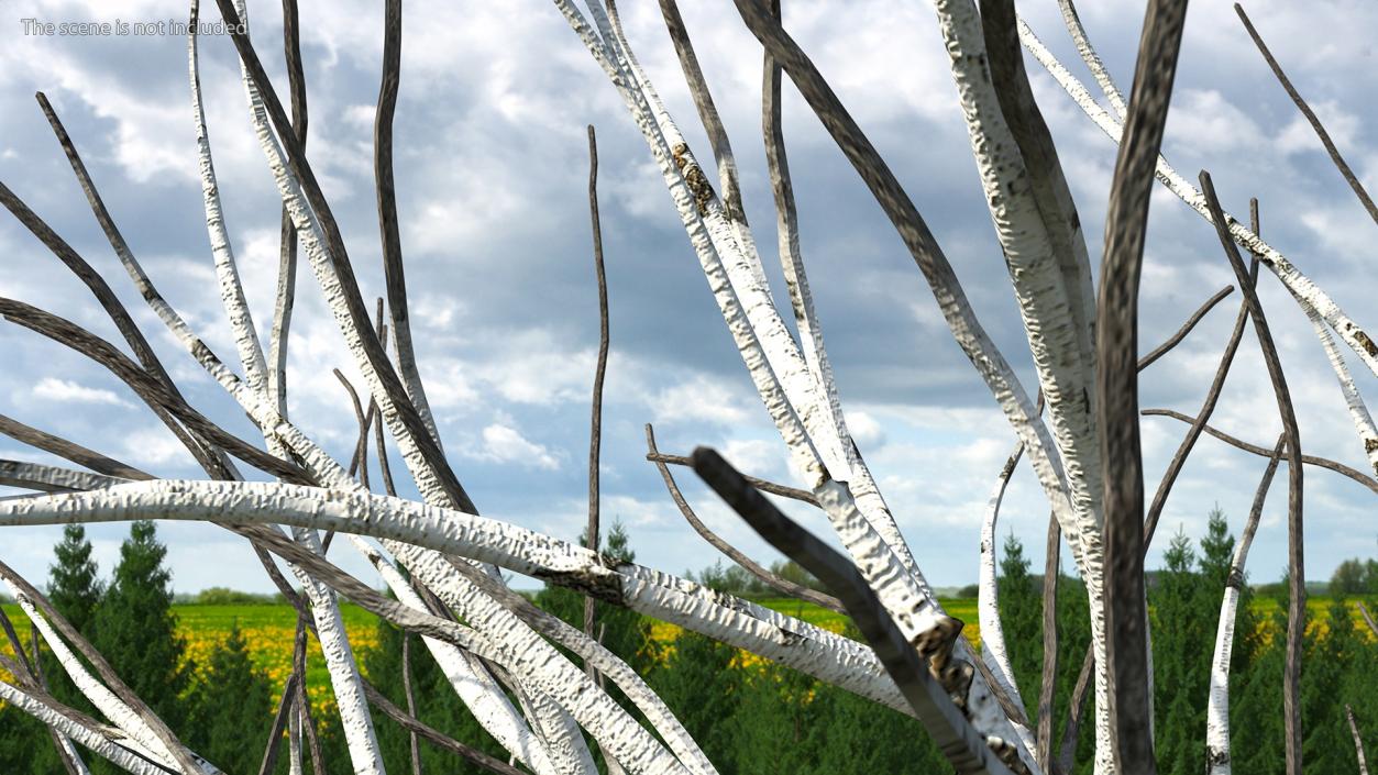 3D Naked Birch Tree