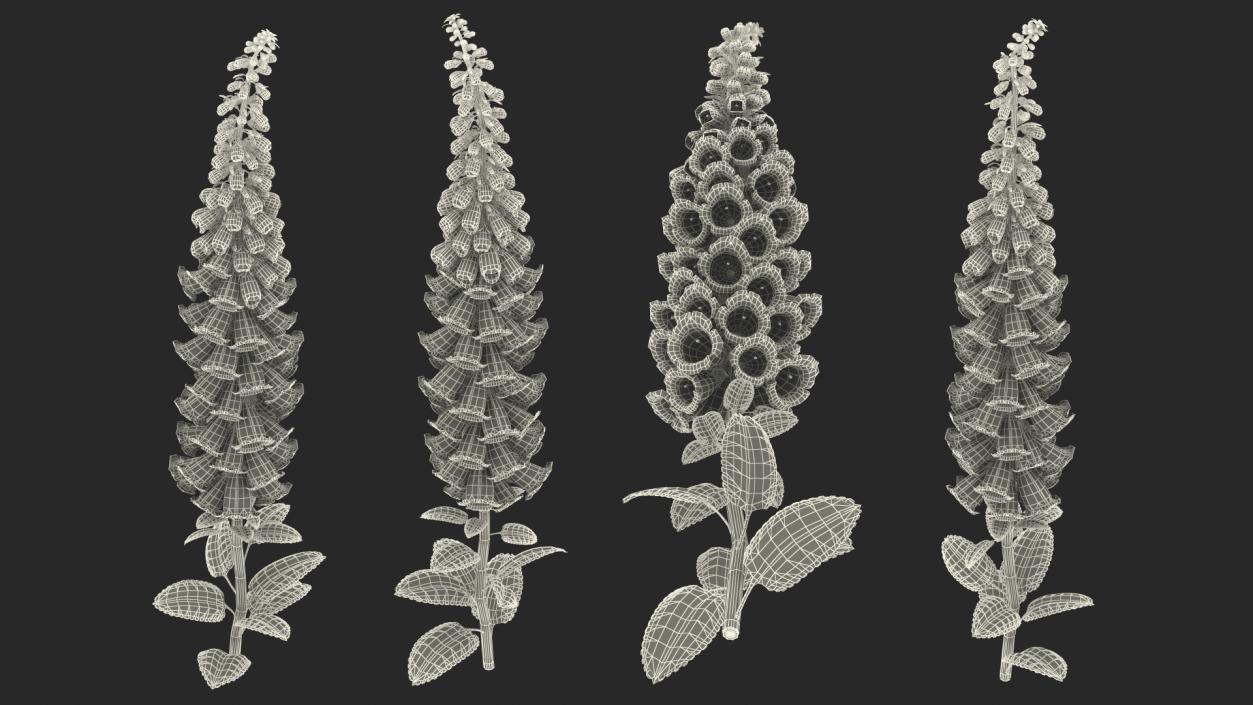 Digitalis Foxglove Alba White 3D model