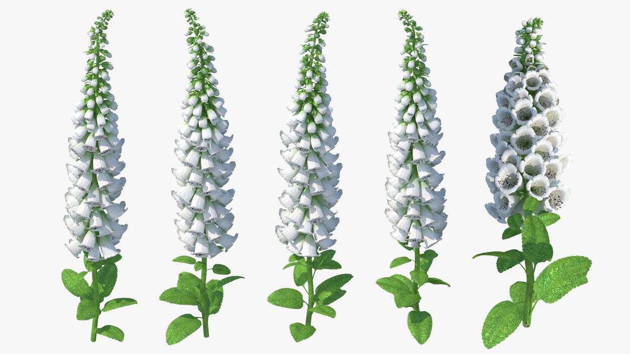 Digitalis Foxglove Alba White 3D model