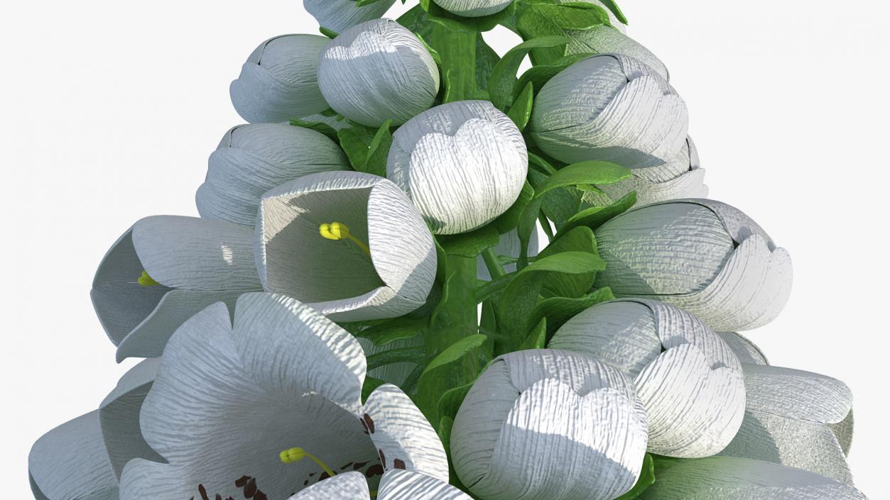 Digitalis Foxglove Alba White 3D model