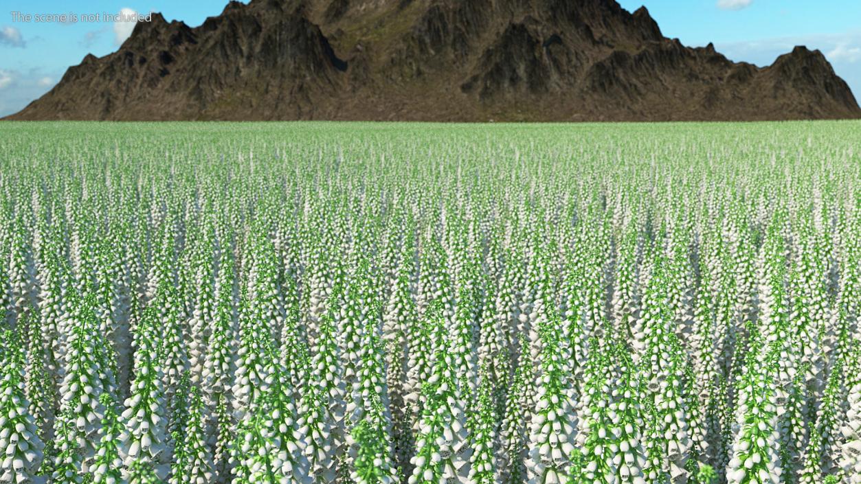 Digitalis Foxglove Alba White 3D model