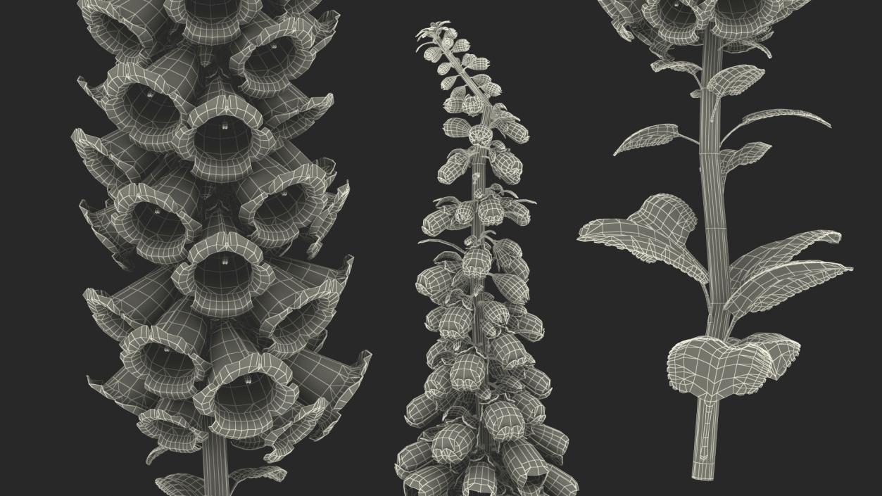 Digitalis Foxglove Alba White 3D model