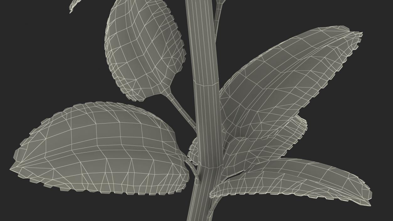 Digitalis Foxglove Alba White 3D model