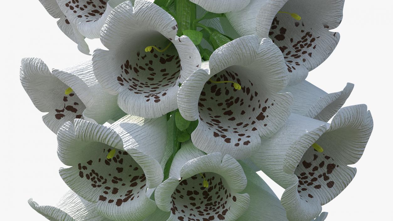 Digitalis Foxglove Alba White 3D model