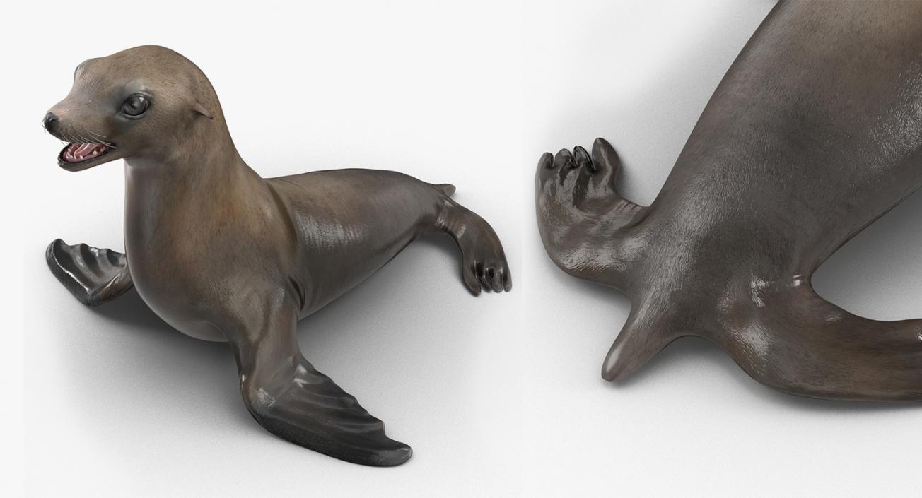 3D Sea Lion and Baby Collection model