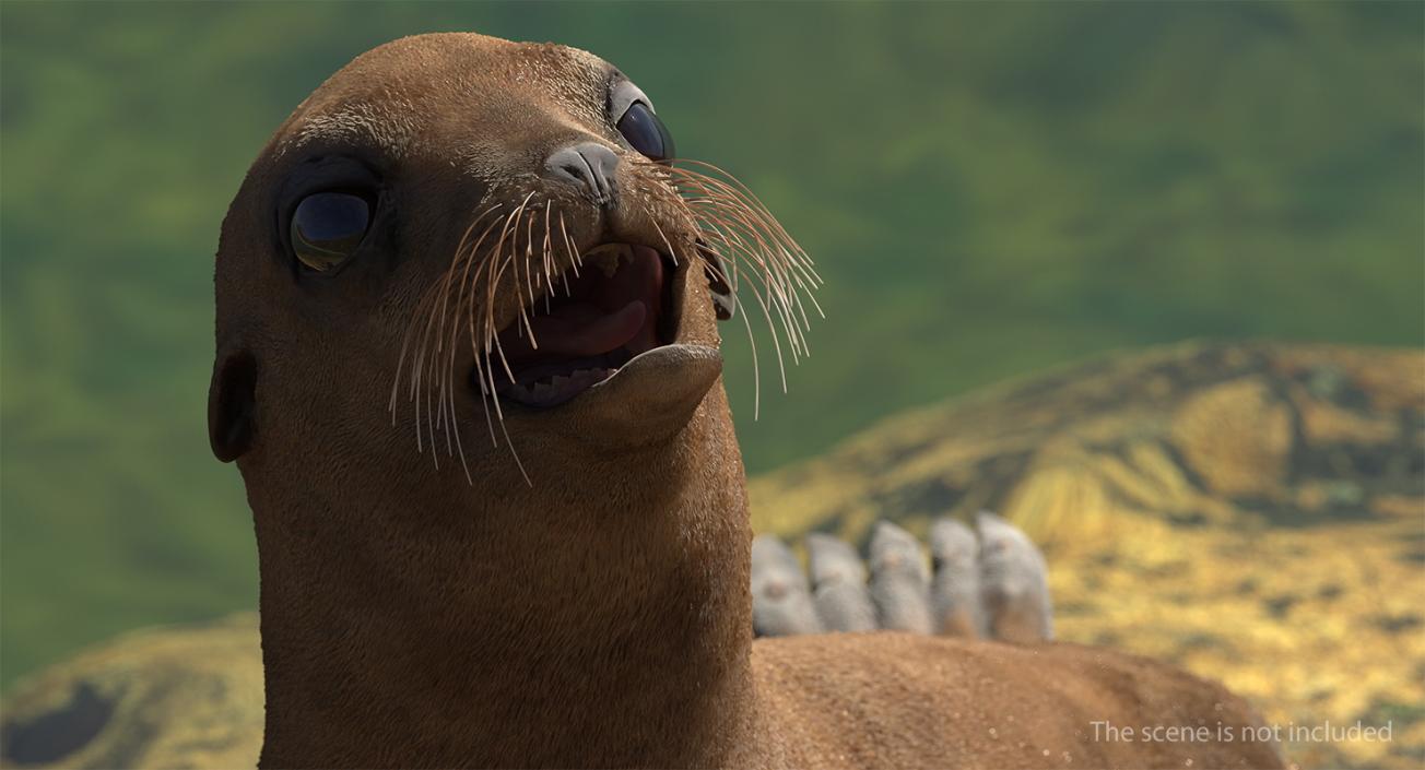 3D Sea Lion and Baby Collection model