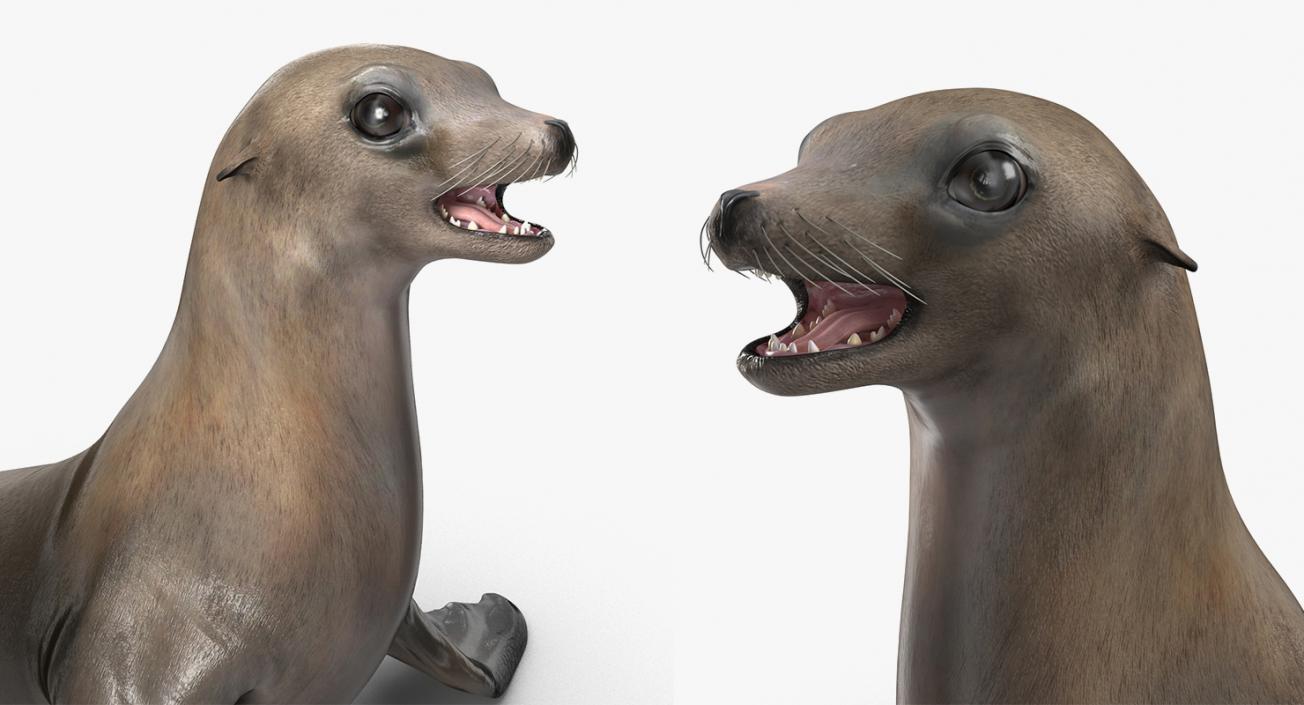 3D Sea Lion and Baby Collection model