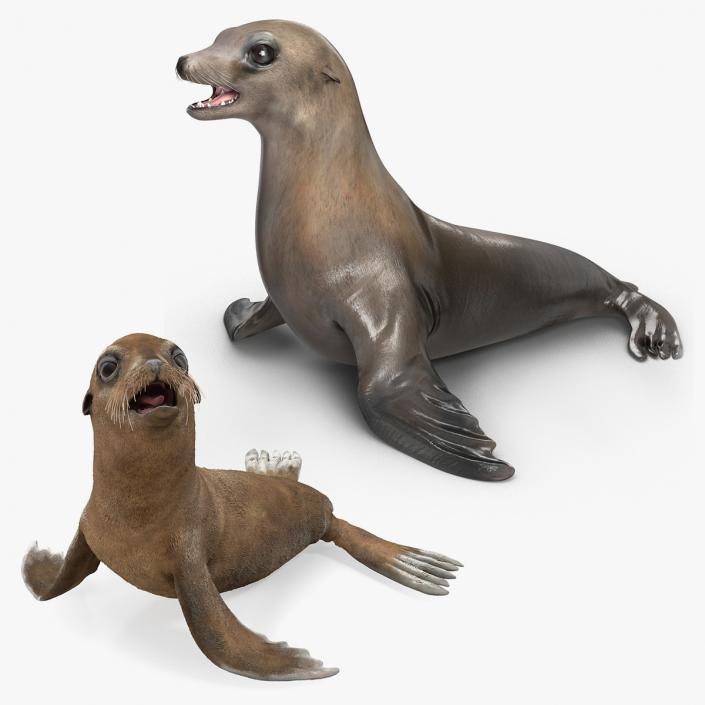 3D Sea Lion and Baby Collection model