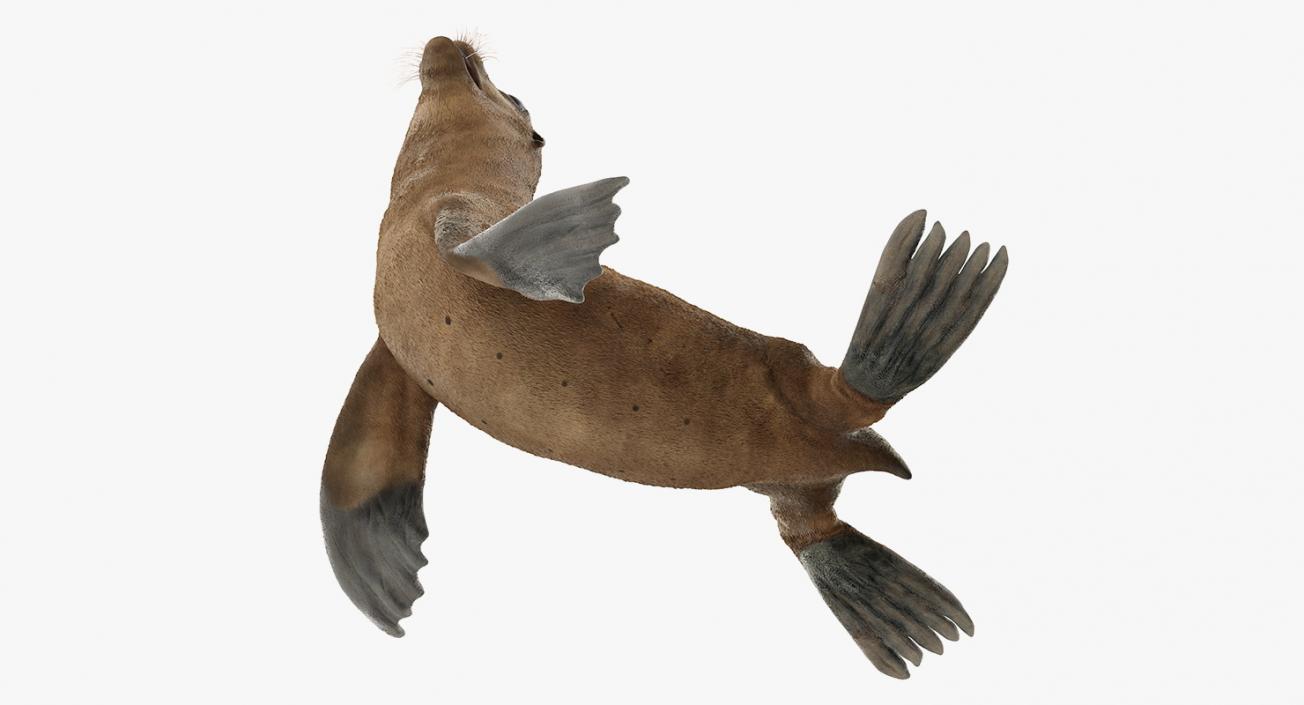 3D Sea Lion and Baby Collection model