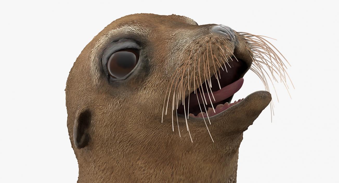 3D Sea Lion and Baby Collection model