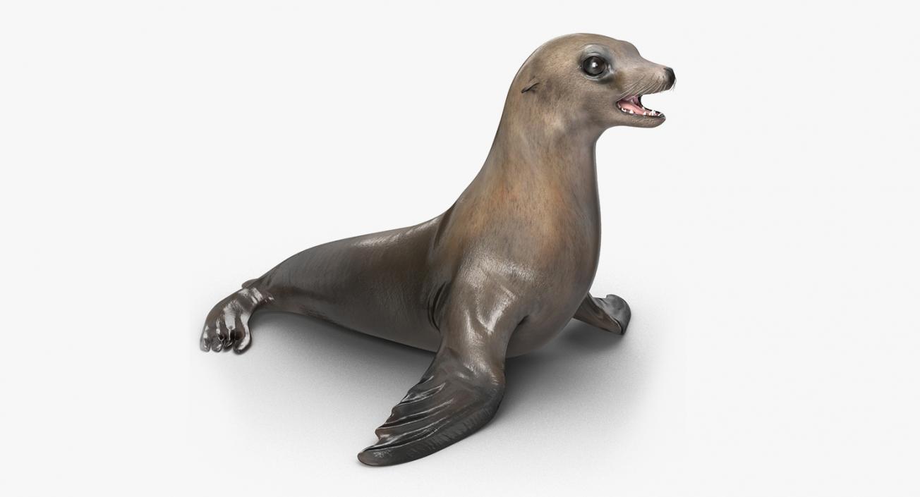 3D Sea Lion and Baby Collection model