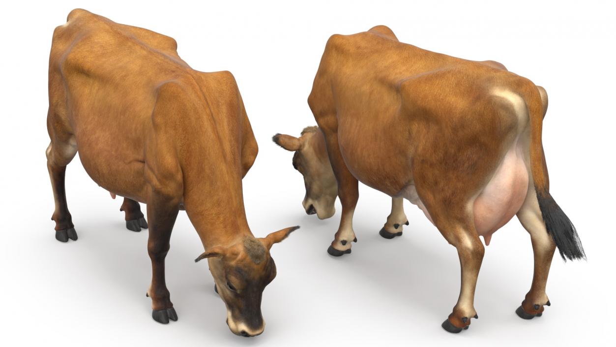 Mini Cow Eating Fur 3D model