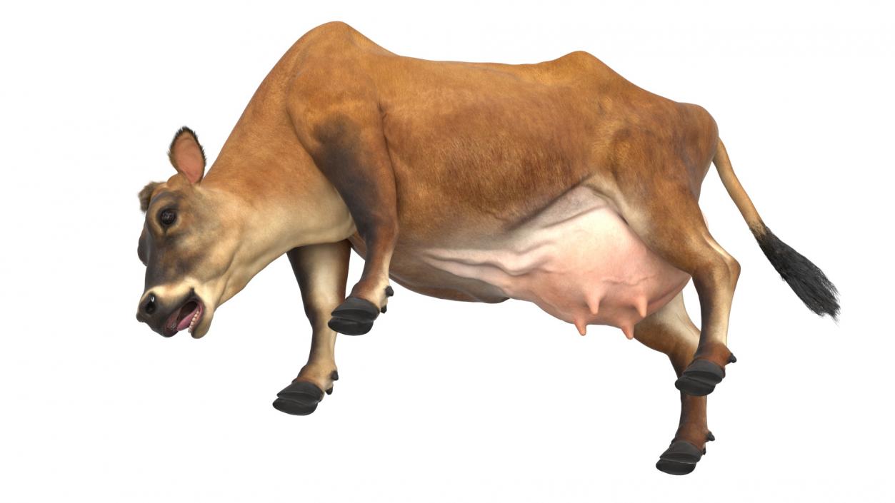 Mini Cow Eating Fur 3D model